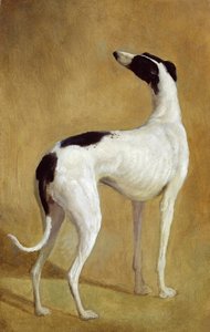 Study of a Greyhound